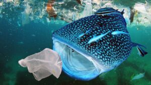 PLASTICS responde a la aprobación del acta Save Our Seas 2.0