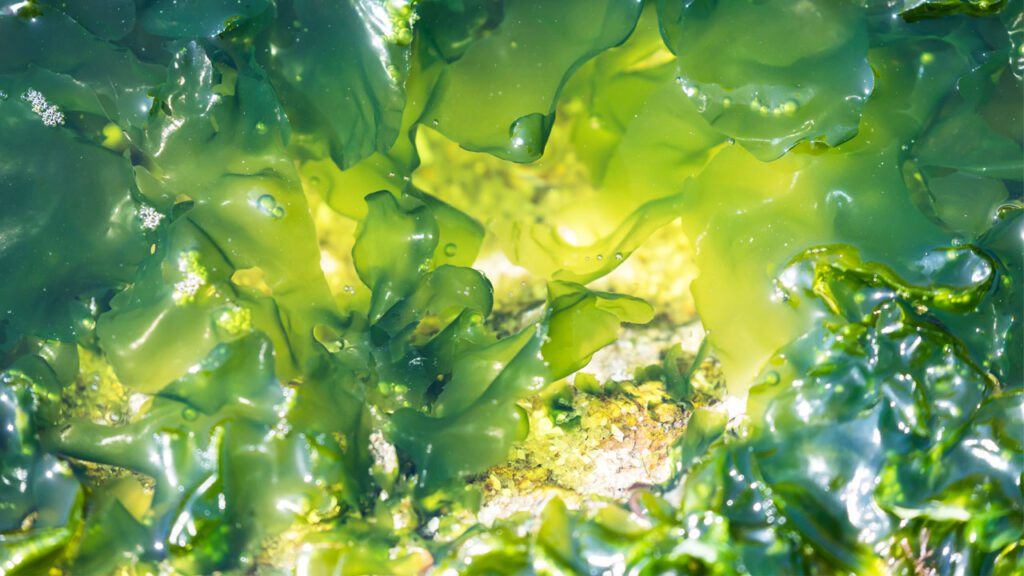 ¿Por qué el mercado de plásticos biodegradables alcanzará un valor de 13.600 md en 2033?