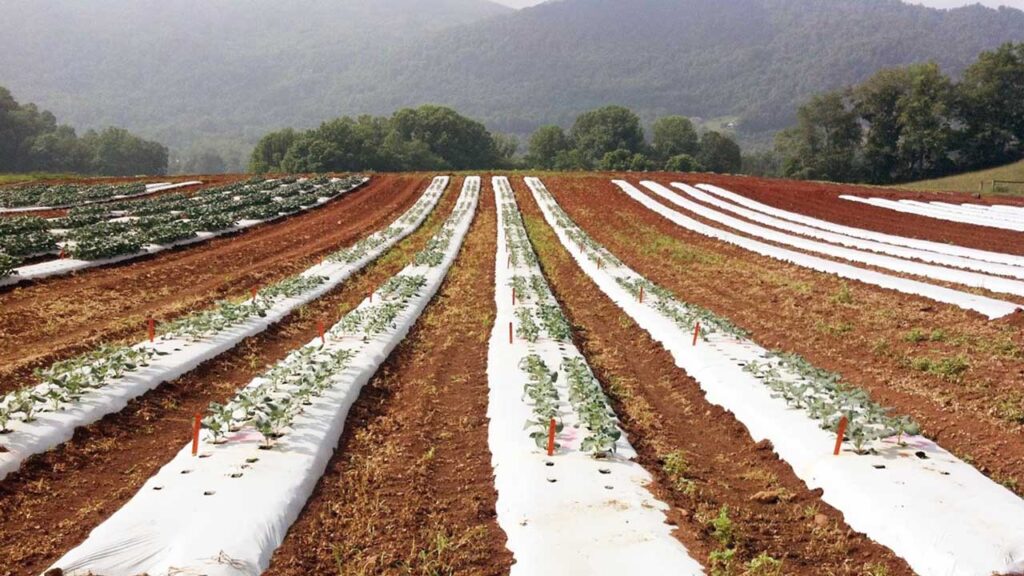 Plásticos para el sector agrícola: aplicaciones y oportunidades