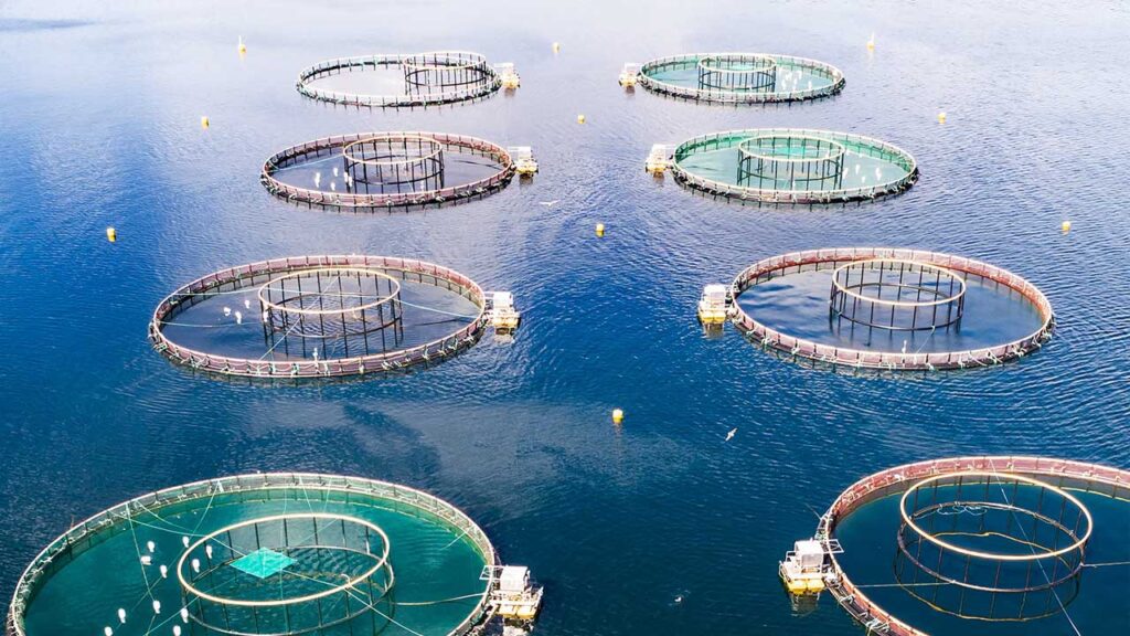 ÑCostas transforma residuos plásticos del mar en productos para acuicultura