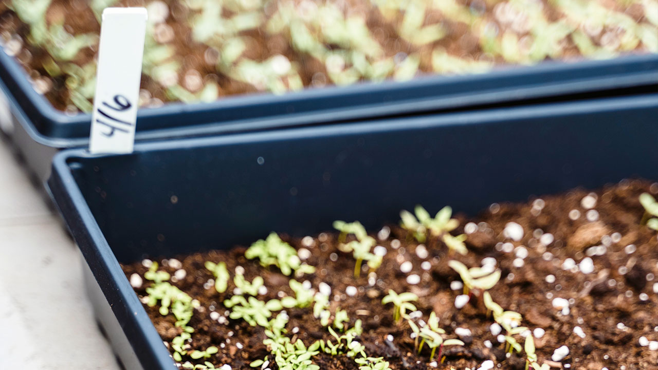 Por subsector, los cultivos agrícolas aportan el 91% del volumen total y el 55.3% del valor
