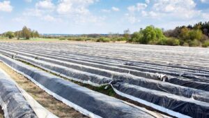 Plásticos en la agricultura: Cosecha Exponencial