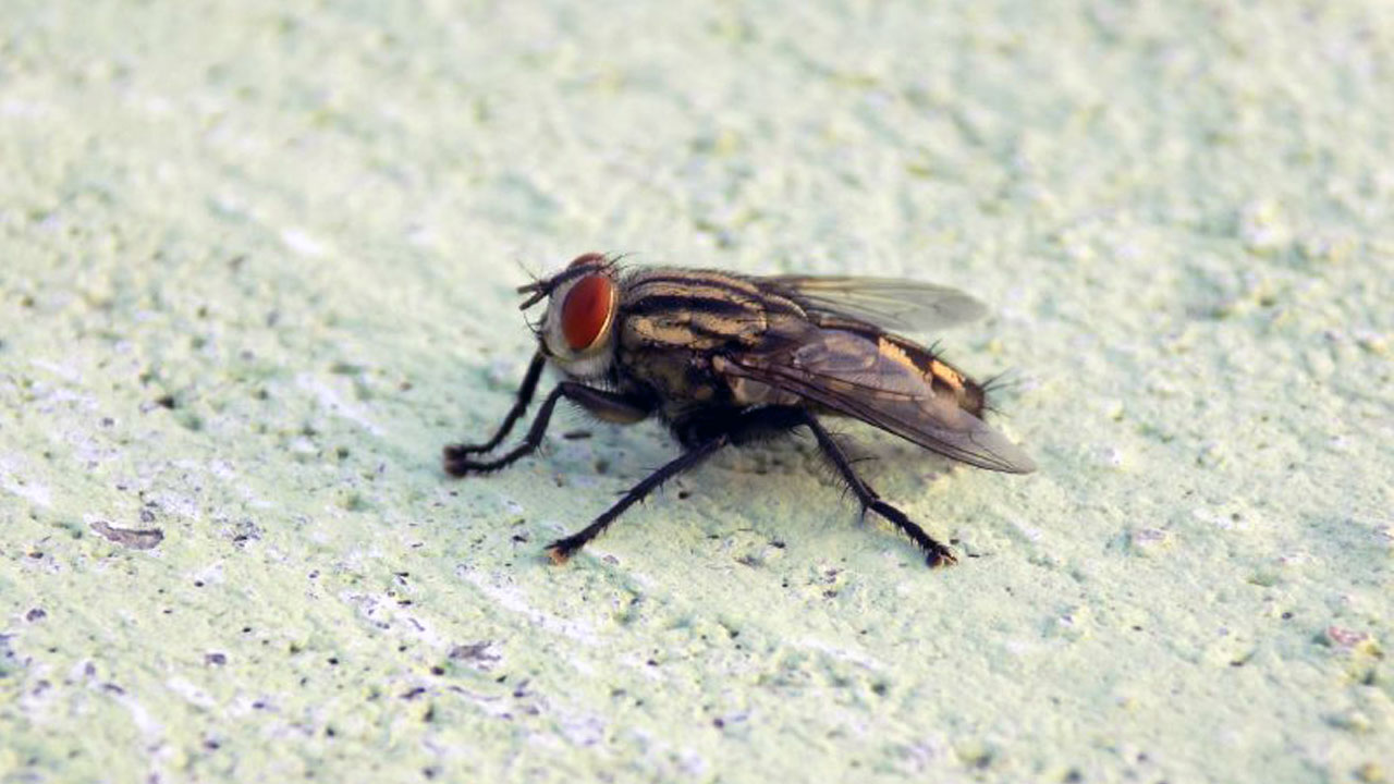 Científicos transforman moscas en plásticos biodegradables