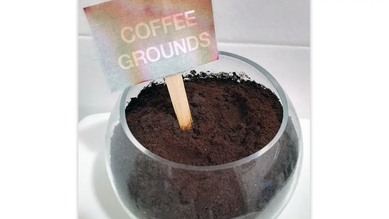 La obtención de bioplásticos de restos de café es posible con el trabajo de la URV