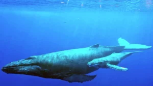 Día Mundial de las Ballenas y los Delfines: ¿cómo proteger a los gigantes del mar?
