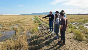 GO STRAWMAT: innovación sostenible para valorizar la paja del arroz en la construcción