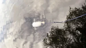 Gillbert: Un pez robot 3D que succiona microplásticos en ríos y océanos