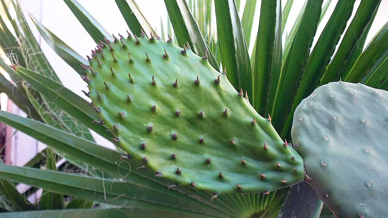 ¿Plástico de nopal? México ha hecho posible los bioplásticos a partir de este cactus