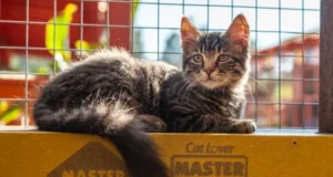 Reciclaje de plásticos con propósito: convierten envases de alimentos en hogares de mascotas