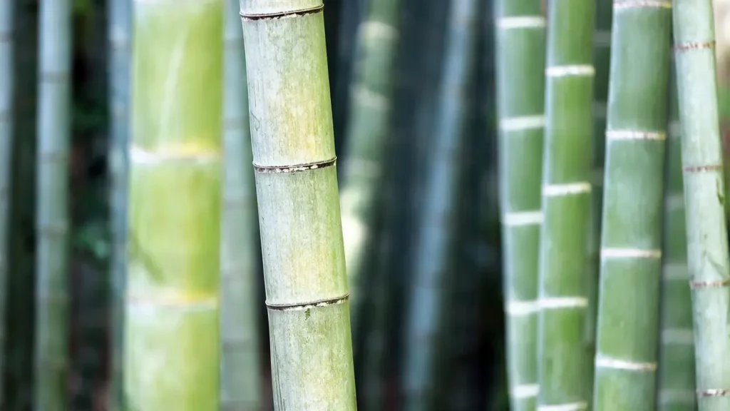 ¿Por qué el plástico biodegradable de bambú es más fuerte y fácil de reciclar?