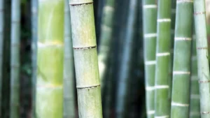 ¿Por qué el plástico biodegradable de bambú es más fuerte y fácil de reciclar?