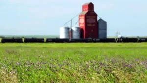 Fibras de lino y cáñamo para envases de detergentes: un nuevo bioplástico apto para moldeo por soplado