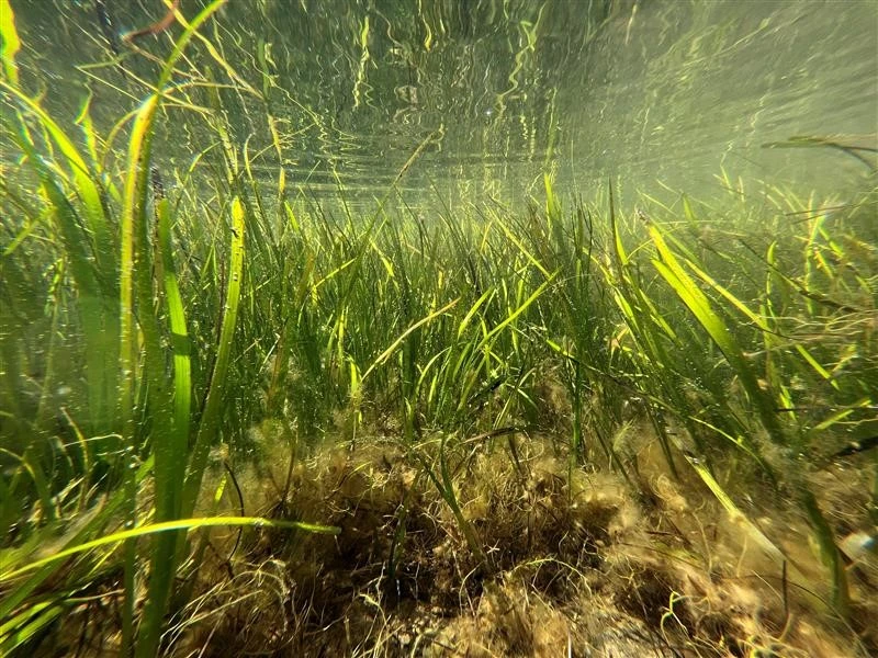 Biopolímeros para restaurar praderas marinas: así funciona el proyecto MARVIVA