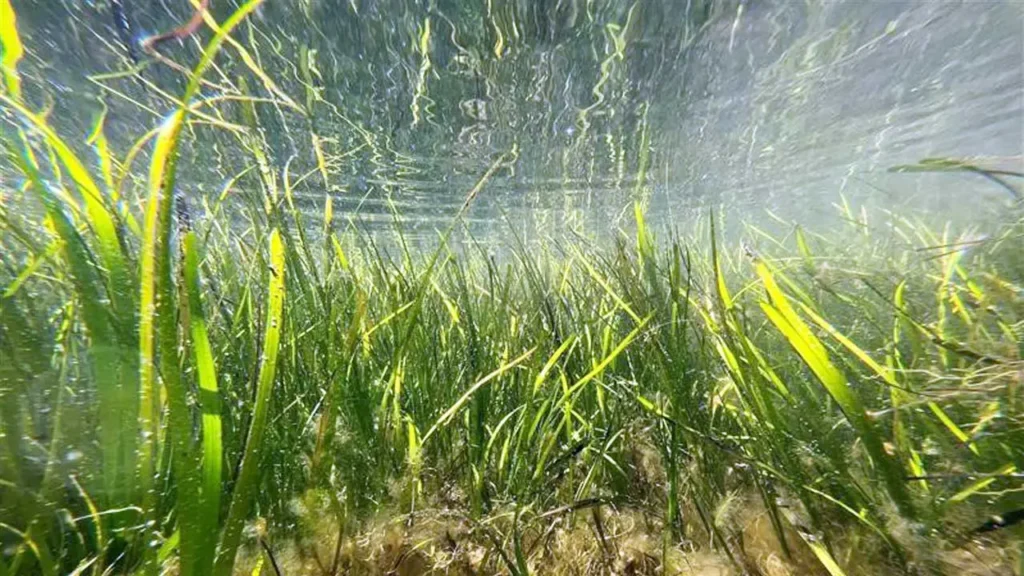 Biopolímeros para restaurar praderas marinas: así funciona el proyecto MARVIVA