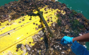 ENDFOULING: un proyecto que convierte residuos portuarios en aditivos biológicos contra el biofouling