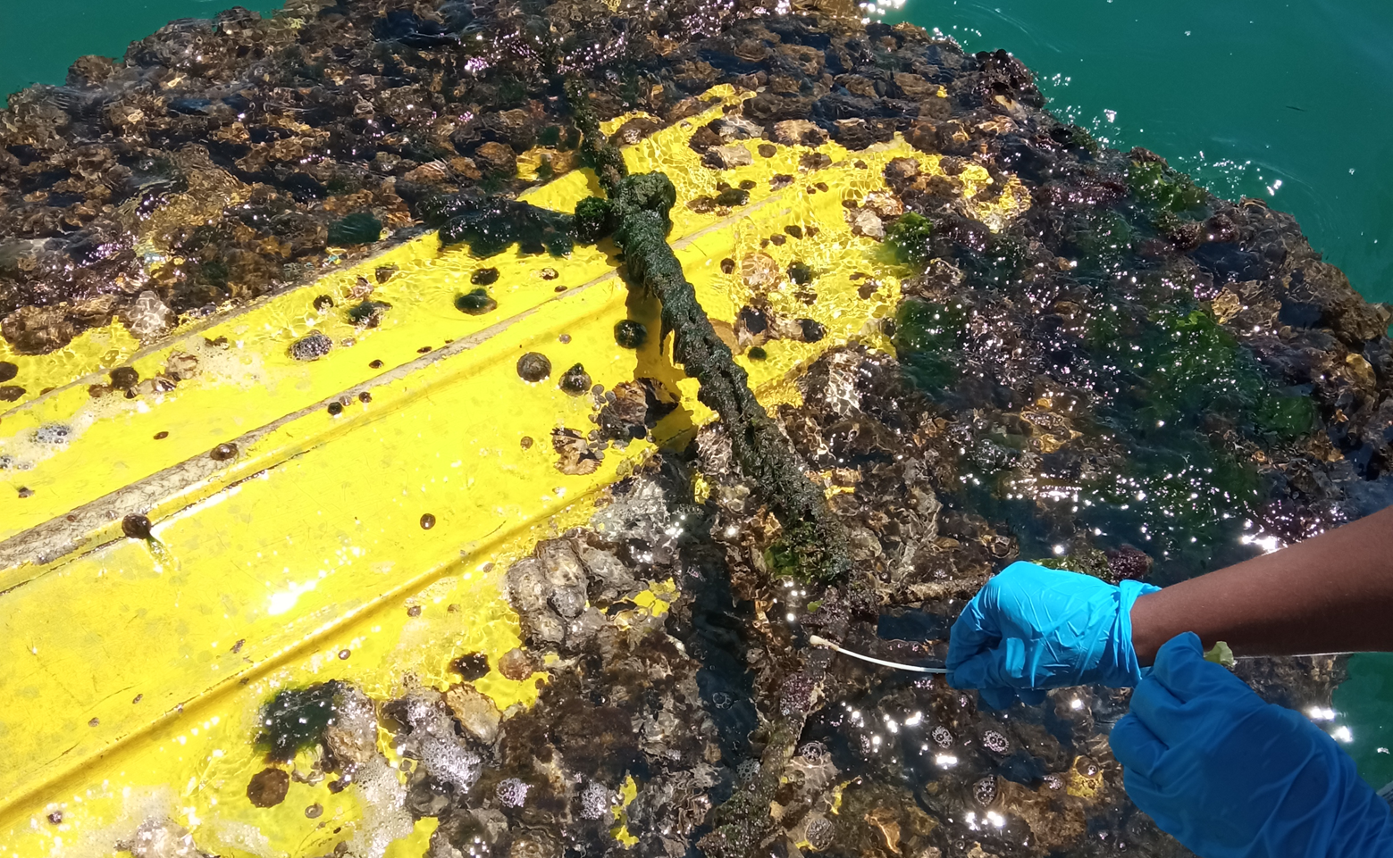 ENDFOULING: el proyecto que convierte residuos portuarios en aditivos biológicos contra el biofouling