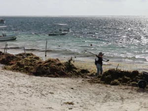 Puerto Morelos será un nuevo polo de economía circular para reciclar plásticos, sargazo y residuos