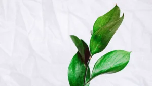 APR amplía certificación para verificar contenido reciclado en productos plásticos