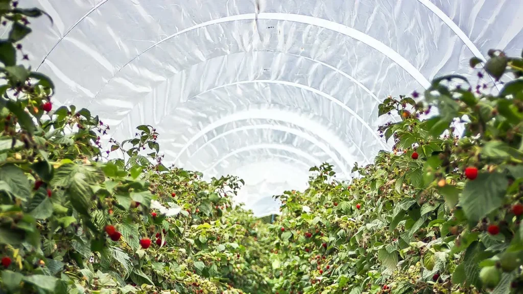 Estado de México busca regular el reciclaje de plásticos agrícolas y florícolas: esto debes saber