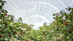 Estado de México busca regular el reciclaje de plásticos agrícolas y florícolas: esto debes saber