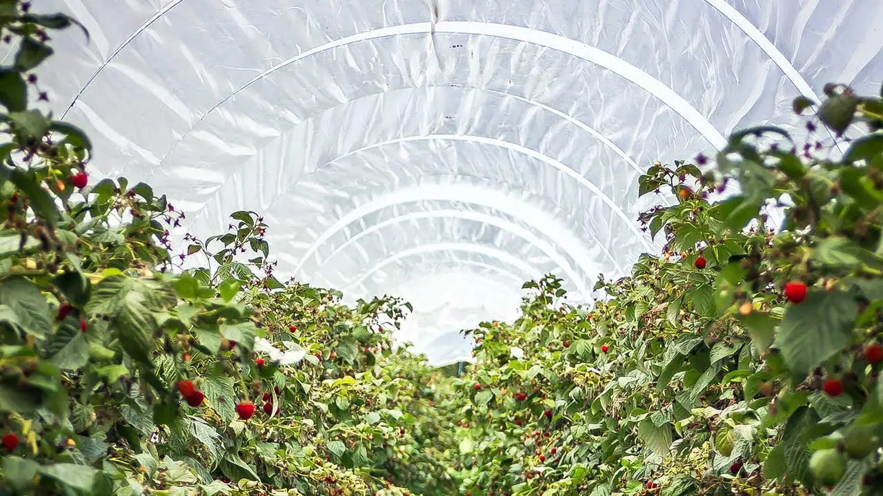 Estado de México busca regular el reciclaje de plásticos agrícolas y florícolas: esto debes saber