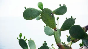 Hacia una nueva generación de biomateriales: entrevista exclusiva con los creadores de un bioplástico mexicano